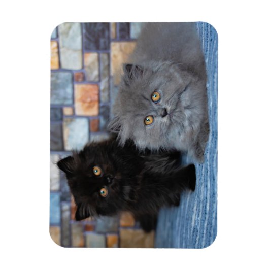 最も可愛い赤ん坊の動物 | Persian Kittens on Blanケット マグネット (縦)