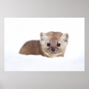 最も可愛い赤ん坊の動物   Pine Marten ポスター