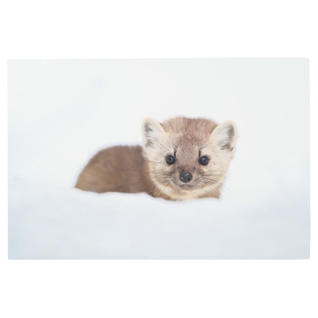 最も可愛い赤ん坊の動物 | Pine Marten メタルプリント (正面)