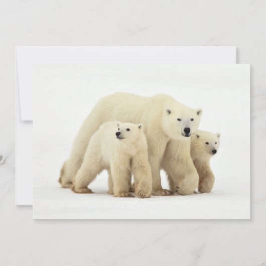 最も可愛い赤ん坊の動物 | Polar Bear Family サンキューカード (正面)