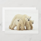 最も可愛い赤ん坊の動物 | Polar Bear Family サンキューカード (正面/裏面)