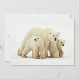 最も可愛い赤ん坊の動物 Polar Bear Family サンキューカード