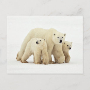 最も可愛い赤ん坊の動物 Polar Bear Family ポストカード