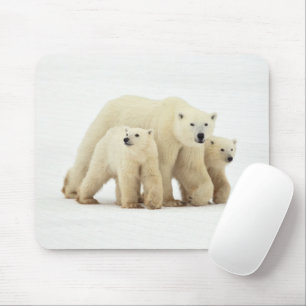 最も可愛い赤ん坊の動物   Polar Bear Family マウスパッド