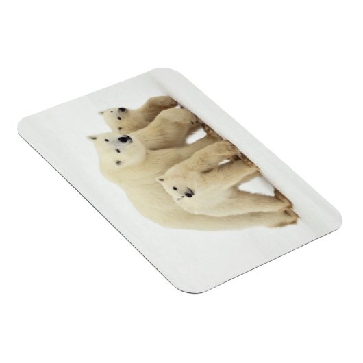 最も可愛い赤ん坊の動物 | Polar Bear Family マグネット (右側)