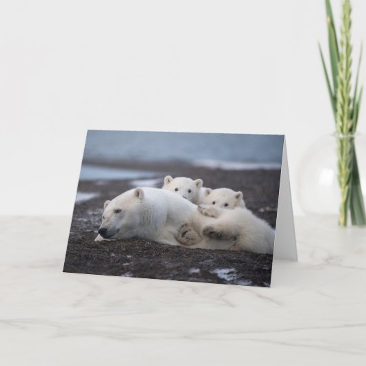 最も可愛い赤ん坊の動物 | Polar Bear Family Alaska カード (正面)
