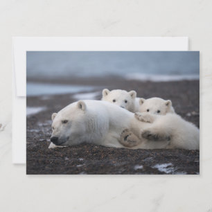 最も可愛い赤ん坊の動物 Polar Bear Family Alaska サンキューカード