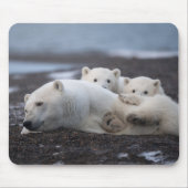 最も可愛い赤ん坊の動物 | Polar Bear Family Alaska マウスパッド (正面)