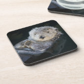 最も可愛い赤ん坊の動物 | Sea Otter Floating コースター (左側)