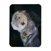 最も可愛い赤ん坊の動物 | Sea Otter Floating マグネット (縦)