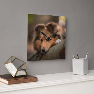 最も可愛い赤ん坊の動物 Shetland Sheepdogの子犬 スクエア壁時計