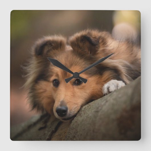 最も可愛い赤ん坊の動物 Shetland Sheepdogの子犬| スクエア壁時計 (正面)