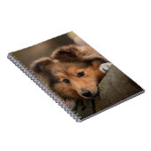 最も可愛い赤ん坊の動物 Shetland Sheepdogの子犬| ノートブック (右側)