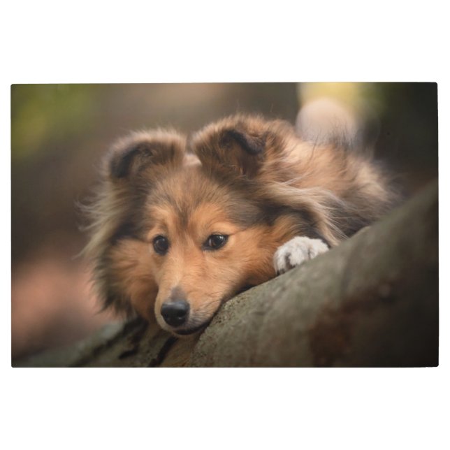 最も可愛い赤ん坊の動物 Shetland Sheepdogの子犬| メタルプリント (正面)