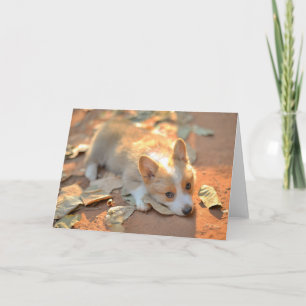 最も可愛い赤ん坊の動物 Shy Corgi カード