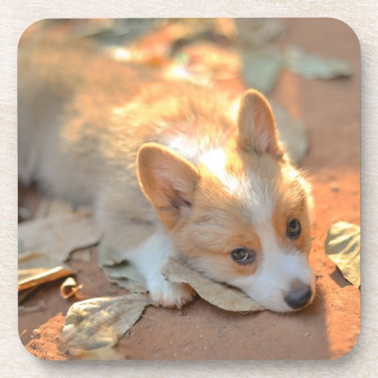 最も可愛い赤ん坊の動物 | Shy Corgi コースター (正面)