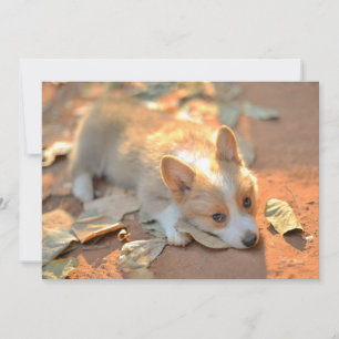 最も可愛い赤ん坊の動物 Shy Corgi サンキューカード