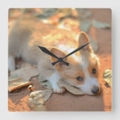 最も可愛い赤ん坊の動物 | Shy Corgi スクエア壁時計 (正面)