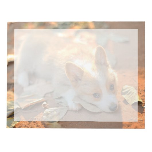 最も可愛い赤ん坊の動物 | Shy Corgi ノートパッド (正面)