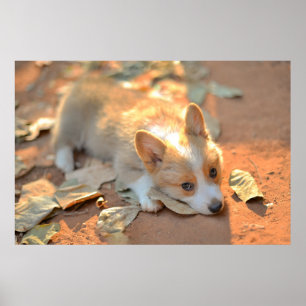 最も可愛い赤ん坊の動物 Shy Corgi ポスター