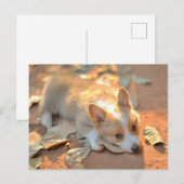 最も可愛い赤ん坊の動物 | Shy Corgi ポストカード (正面/裏面)