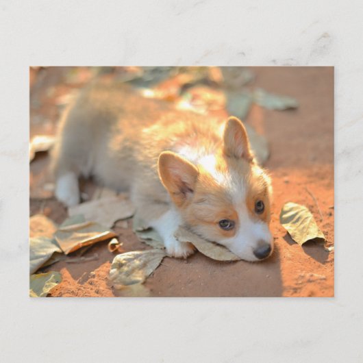 最も可愛い赤ん坊の動物 | Shy Corgi ポストカード (正面)