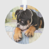 最も可愛い赤ん坊の動物 | Shy Old English Bulldog オーナメント (裏面)