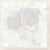 最も可愛い赤ん坊の動物 | Shy Old English Bulldog ガラスコースター (裏面)