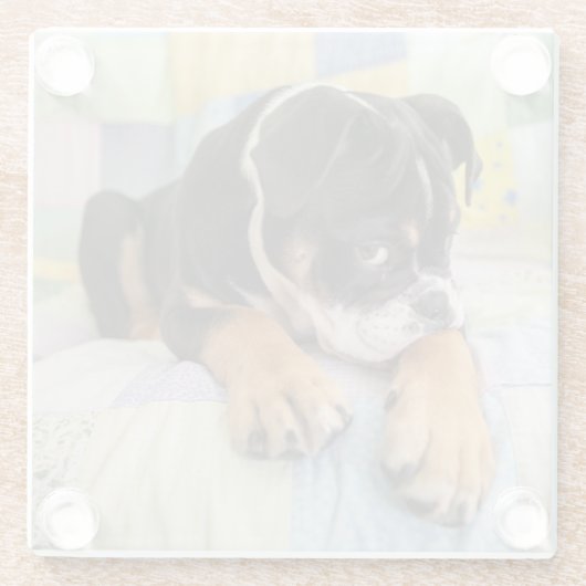 最も可愛い赤ん坊の動物 | Shy Old English Bulldog ガラスコースター (裏面)