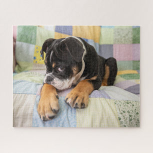 最も可愛い赤ん坊の動物   Shy Old English Bulldog ジグソーパズル