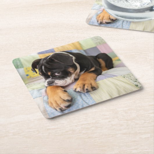 最も可愛い赤ん坊の動物 | Shy Old English Bulldog スクエアペーパーコースター (アングル)