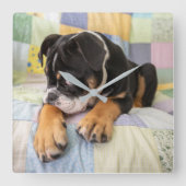 最も可愛い赤ん坊の動物 | Shy Old English Bulldog スクエア壁時計 (正面)