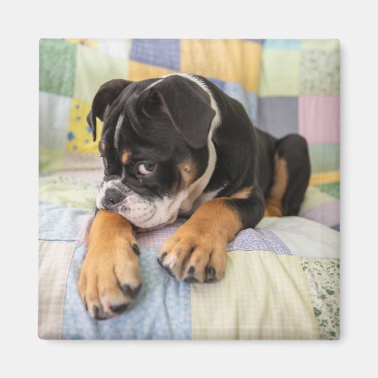 最も可愛い赤ん坊の動物 | Shy Old English Bulldog マグネット (正面)