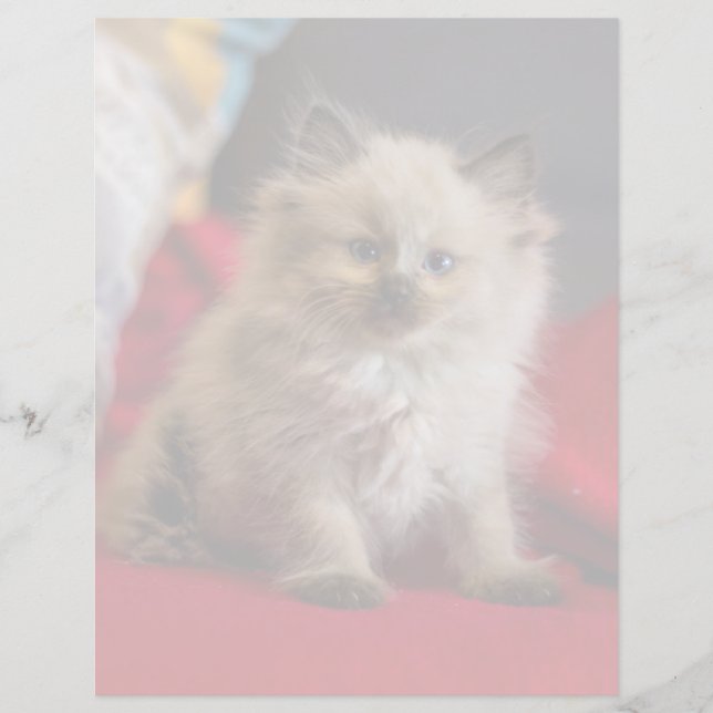 最も可愛い赤ん坊の動物 | Siamese Kitten (正面)