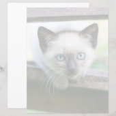 最も可愛い赤ん坊の動物 | Siamese Kitten (正面/裏面)