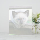最も可愛い赤ん坊の動物 | Siamese Kitten (スタンド正面)