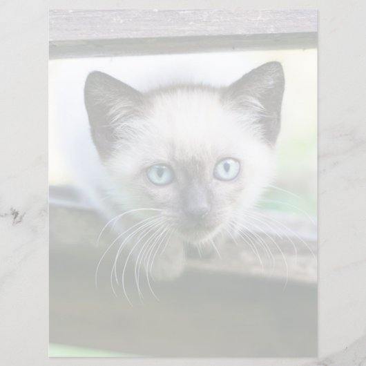 最も可愛い赤ん坊の動物 | Siamese Kitten (正面)