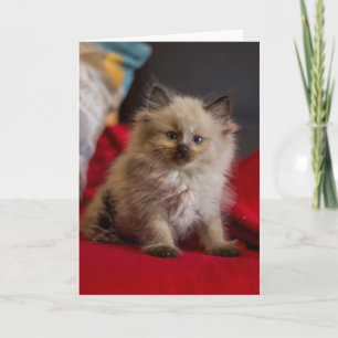 最も可愛い赤ん坊の動物 Siamese Kitten カード
