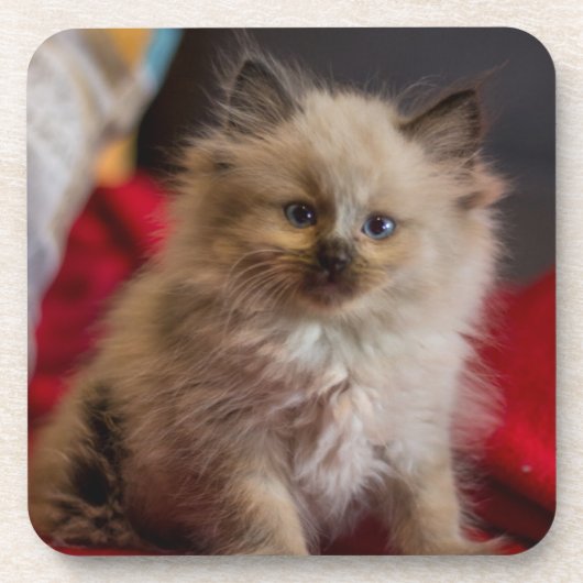 最も可愛い赤ん坊の動物 | Siamese Kitten コースター (正面)