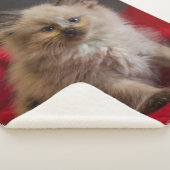 最も可愛い赤ん坊の動物 | Siamese Kitten シェルパブランケット (3/4)