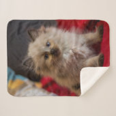 最も可愛い赤ん坊の動物 | Siamese Kitten シェルパブランケット (正面(横))