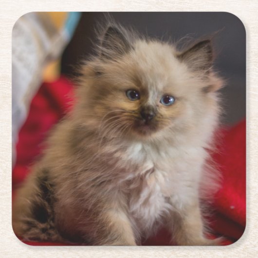 最も可愛い赤ん坊の動物 | Siamese Kitten スクエアペーパーコースター (正面)
