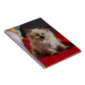 最も可愛い赤ん坊の動物 | Siamese Kitten ノートブック (右側)