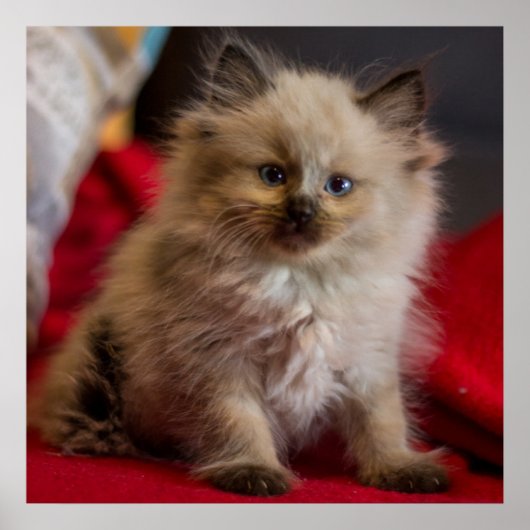 最も可愛い赤ん坊の動物 | Siamese Kitten ポスター (正面)