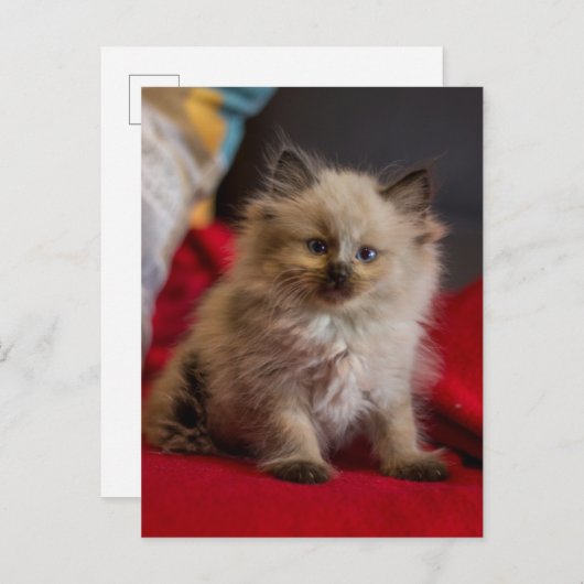 最も可愛い赤ん坊の動物 | Siamese Kitten ポストカード (正面/裏面)