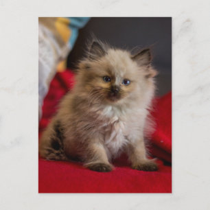 最も可愛い赤ん坊の動物   Siamese Kitten ポストカード