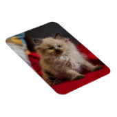 最も可愛い赤ん坊の動物 | Siamese Kitten マグネット (右側)