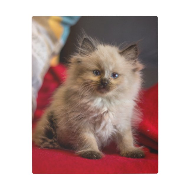 最も可愛い赤ん坊の動物 | Siamese Kitten メタルプリント (正面)