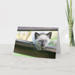 最も可愛い赤ん坊の動物 Siamese Kitten 2 カード