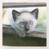 最も可愛い赤ん坊の動物 | Siamese Kitten 2 ガラスコースター (正面)